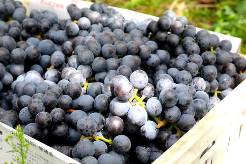 茄子云 科技与农业的融合创新